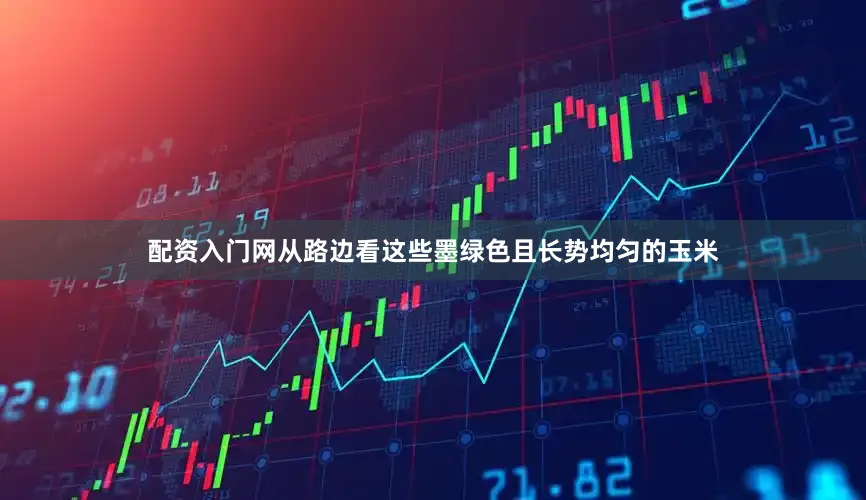 配资入门网从路边看这些墨绿色且长势均匀的玉米